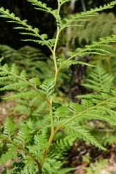 Paesia scaberula. Yellow-brown zig-zag rachis.
 Image: L.R. Perrie ©  Te Papa 2013 CC BY-NC 3.0 NZ